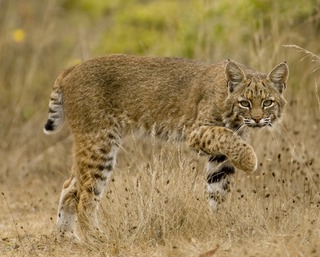 Wild Bobcat.jpg