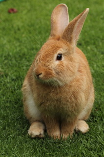 rabbit-animal-animals-brown-preview.jpg