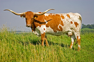 Texas-Longhorn.jpg