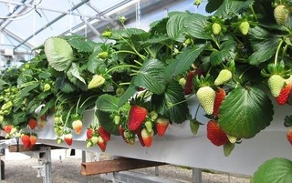 hort-americas-growing-hydroponic-strawberries.jpeg