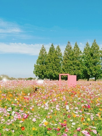 季節の楽しみ: どこでもドアが出現