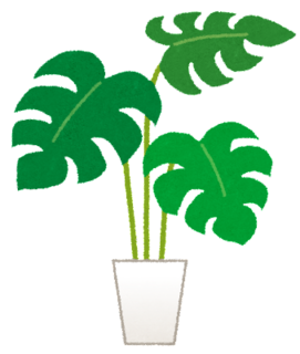 plant_monstera.png