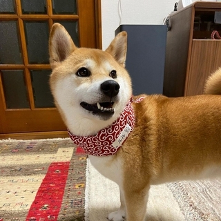 lulu__shibainu-16308383352540.jpg