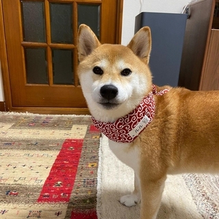 lulu__shibainu-16308383352542.jpg