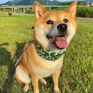 shiba.mufu-15926908927880.jpg