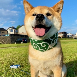 shiba.mufu-15926908927881.jpg