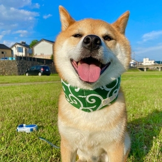 shiba.mufu-15926908927882.jpg