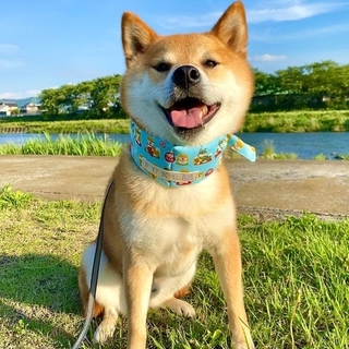 shiba.mufu-15931607926480.jpg