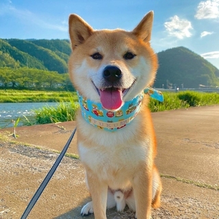 shiba.mufu-15931607926481.jpg