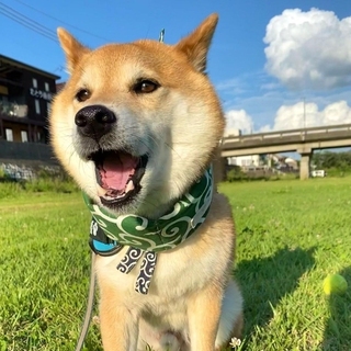 shiba.mufu-16249650145770.jpg