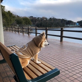 shiba_inu.nana-16137860886993.jpg