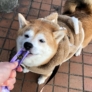 shiba_inu.nana-16137860886996.jpg