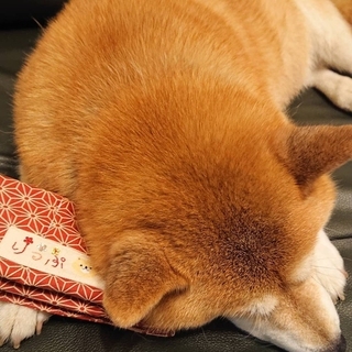 shibainu.rip-15980717348660.jpg