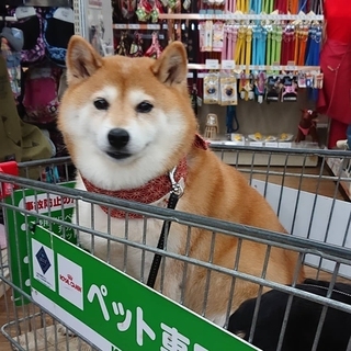 shibainu.rip-15980717348666.jpg