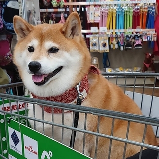 shibainu.rip-15980717348667.jpg