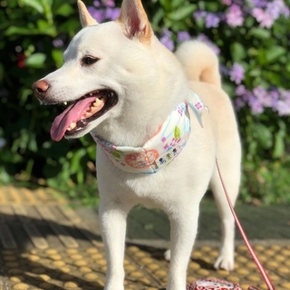 shibainu_kinako_azuki-15927833013823.jpg