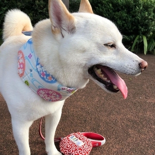 shibainu_kinako_azuki-15927833013824.jpg