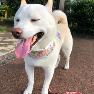 shibainu_kinako_azuki-15927833013825.jpg