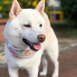 shibainu_kinako_azuki-15927833013826.jpg