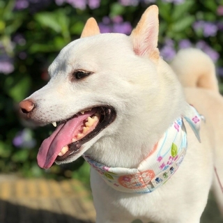 shibainu_kinako_azuki-15927833013827.jpg