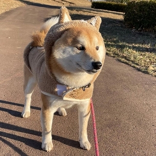 shibainu_kurimama-16113019484510.jpg