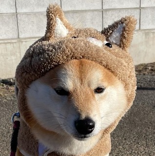 shibainu_kurimama-16113019484511.jpg