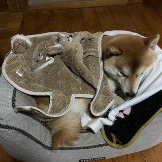 shibainu_kurimama-16113019484515.jpg