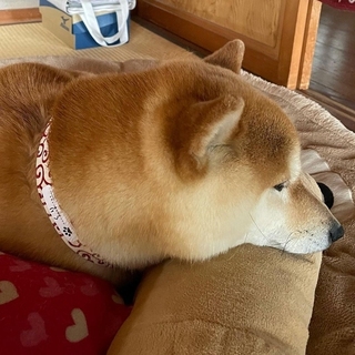 shibainu_kurimama-16194318781141.jpg