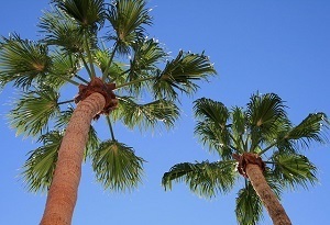 palm-trees.jpg