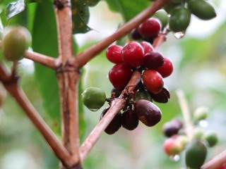 coffee-tree.jpg