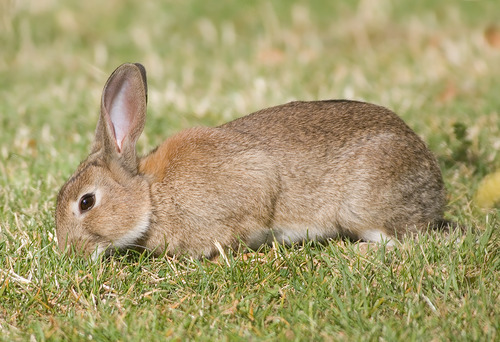 Oryctolagus_cuniculus_Tasmania.jpg