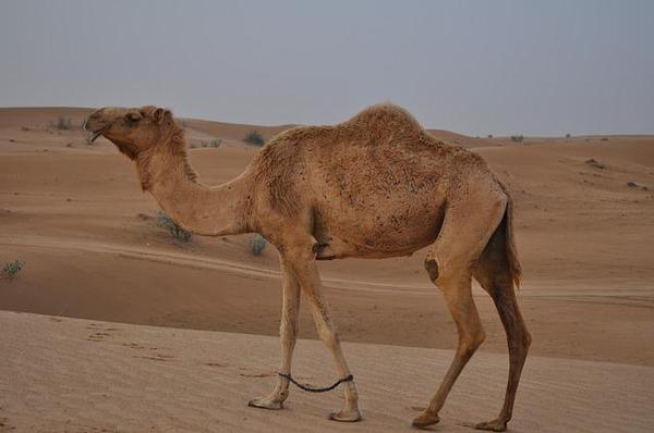 camel-g75244d9d0_640.jpg