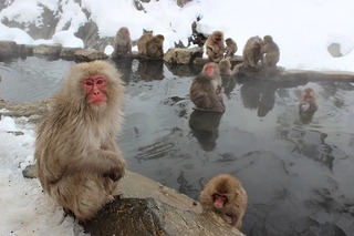 snow-monkeys-1394883_640.jpg