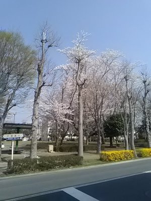 20180329_Sakura.jpg