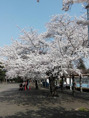 20180329_Sakura_lunch.jpg