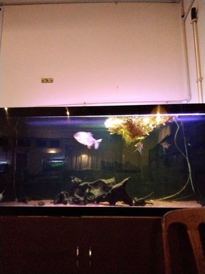 202110251751-aquarium.jpg