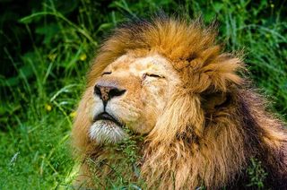 african-lion-951778__480.jpg