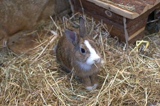 dwarf-rabbit-3683552__480.jpg