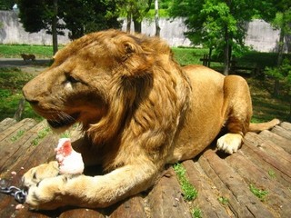 lion-480x360.jpg.pagespeed.ce.jAmP81d8qF.jpg