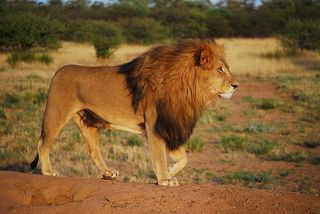 lion-805084__480.jpg