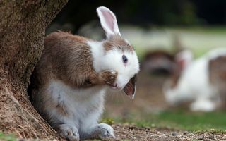 rabbit-3019050__480.jpg