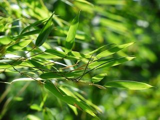 bamboo-167282__480.jpg