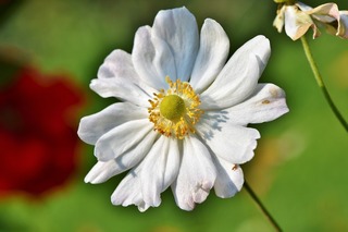 anemone-3858276_1280[1].jpg