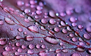 dewdrops-2432391_1280[1].jpg