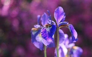 iris-2502898_1280[1].jpg