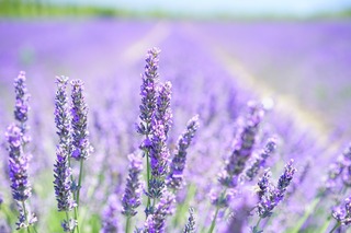 lavender-blossom-1595581_1280[1].jpg