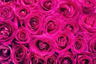 pink-roses-2249403_1280[1].jpg