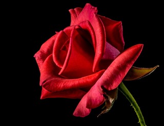 red-rose-320868_1280[1].jpg