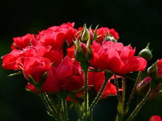 red-roses-4232_1280[1].jpg