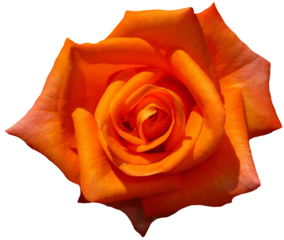 rose-1385970_1280[1].png